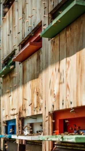 Honey bee hives outdoor shot